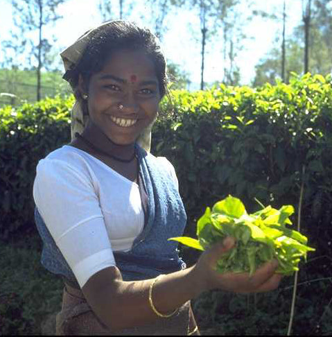 The Rich Heritage of Indian Tea