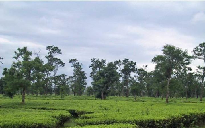 Assam - Kopili Estate FTGFOP1, Organic Black Tea
