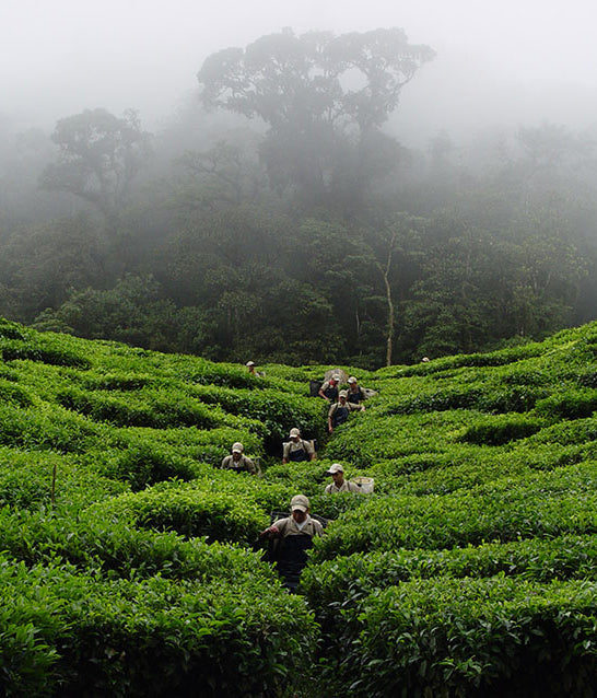 Colombian Sweet wiry black organic tea