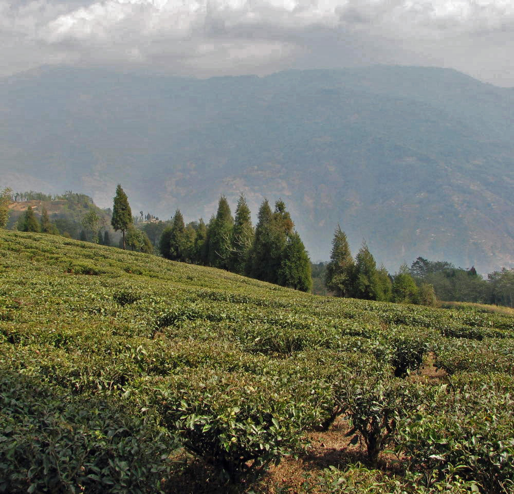 Increasing popularity of Nepal teas