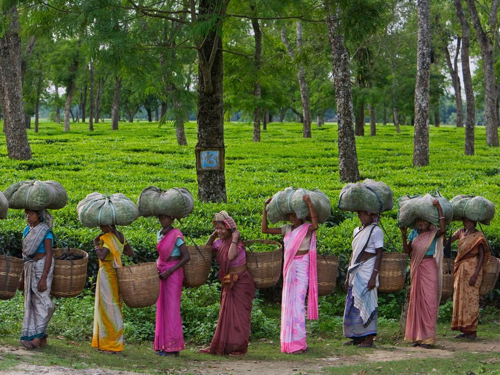 Tea Processing – Simpson & Vail