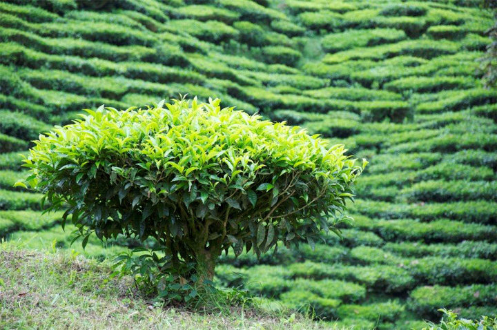 Colombian Leafy Green Organic Tea - WS