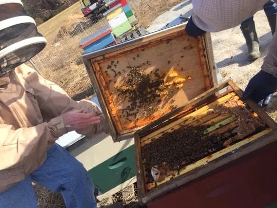 beekeeping scene 